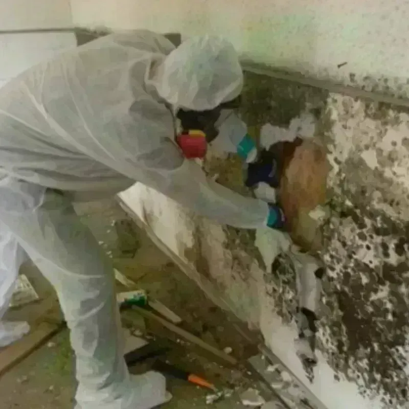 Mold Remediation and Removal in North Terre Haute, IN